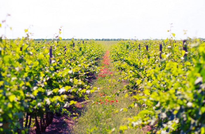 Vinăria EtCetera - photo 4