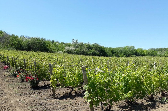 Complexul turistic Chateau Purcari - photo 4