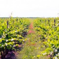 Vinăria EtCetera - photo 4