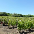 Complexul turistic Chateau Purcari - photo 4