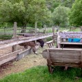 “Eco Resort Butuceni” tourist complex - photo 4