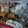 Edinet County Museum, Edinet city - photo 2