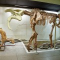 National Museum of Ethnography and Natural History - photo 4