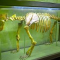 National Museum of Ethnography and Natural History - photo 8